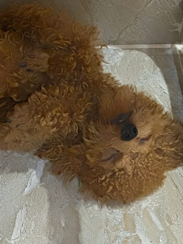 Brown dog sleeps on tile floor in Vietnam