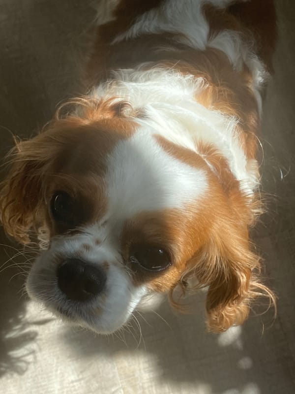 Lazy morning indoors with a spaniel, a cat, and blue skies