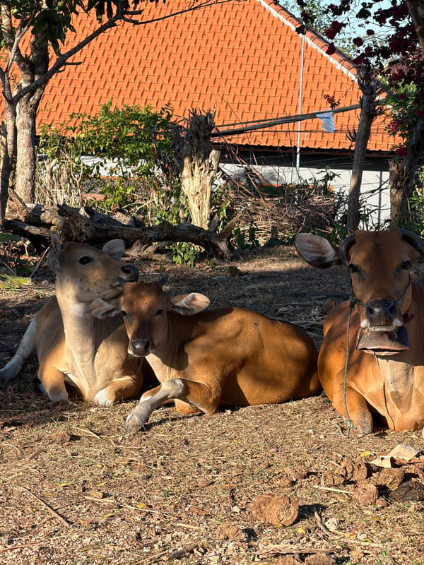 Zebu cattle resting and grazing in dry Kuta Selatan fields