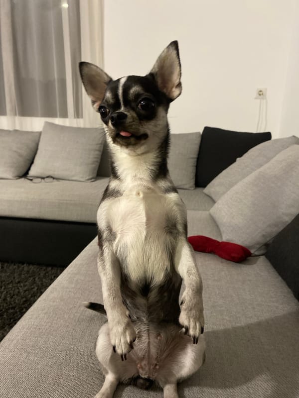 Chihuahua relaxing on a sectional sofa in Kutaisi