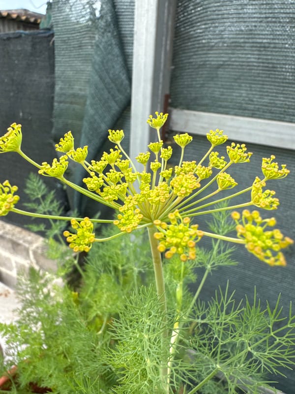 Morning garden wildlife documented in Aprilia, Italy