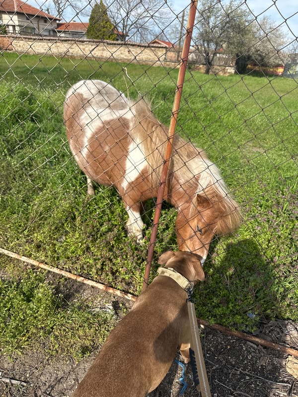 Dog and miniature horse share friendly moment through fence