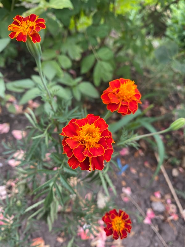 Hedgehogs, sheep, and marigolds on a quiet Kropyvnytskyi morning