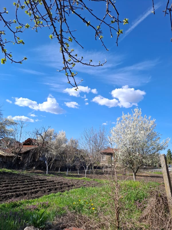 Spring wildflowers bloom in rural Gramada, Bulgaria countryside
