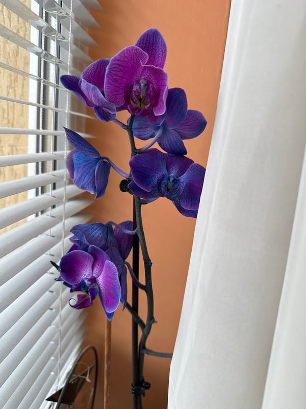 Sofia resident captures home, neighborhood scenes over afternoon