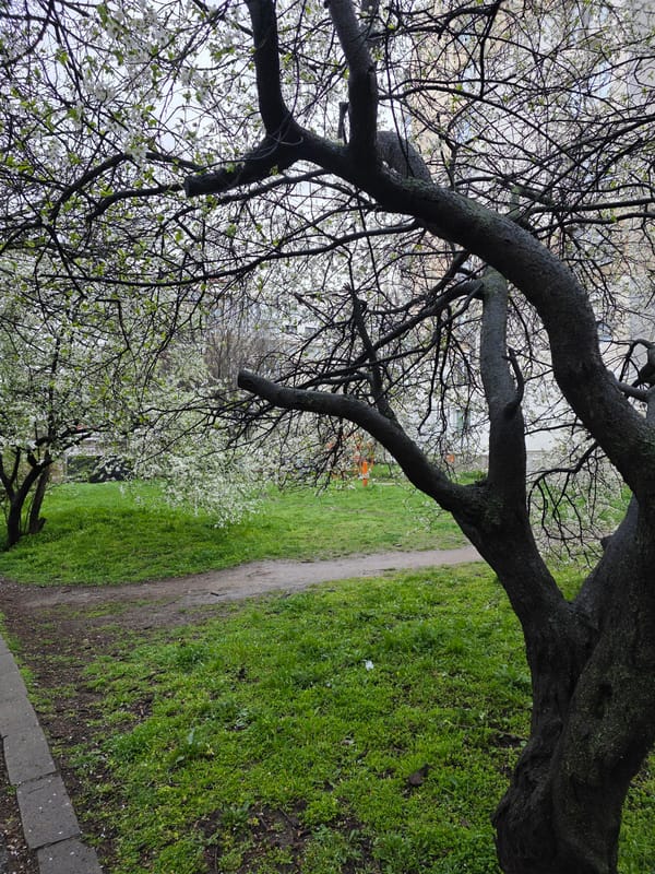 Spring park scene captured in Sofia with blossoming trees