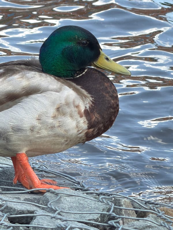 Mallard duck preening captured at Votkinsk waterfront on sunny morning