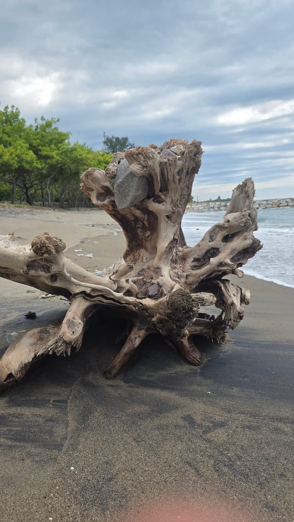 Beach documentation captures driftwood, debris, wildlife in Lhokseumawe