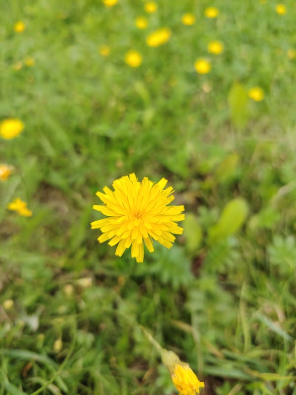 Slow morning in Khorugivno: skies, wildflowers, and roadside details