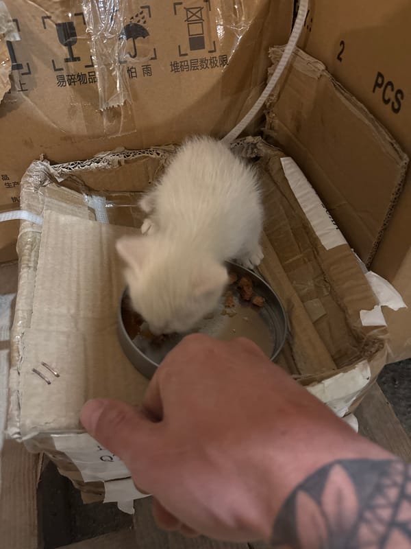 White kitten fed and petted in Tivat warehouse setting