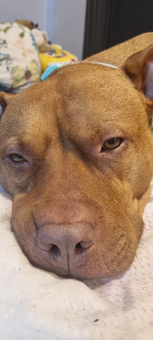 Dog rests on white bedding during evening hours