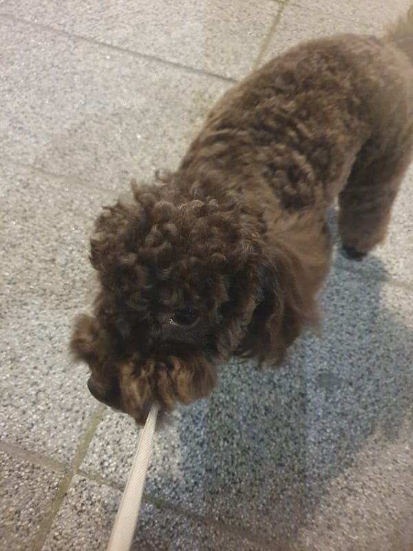 Brown poodle holds own leash on Plovdiv sidewalk