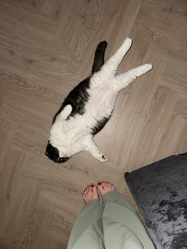 Cat rests on back on floor in Kharnavy