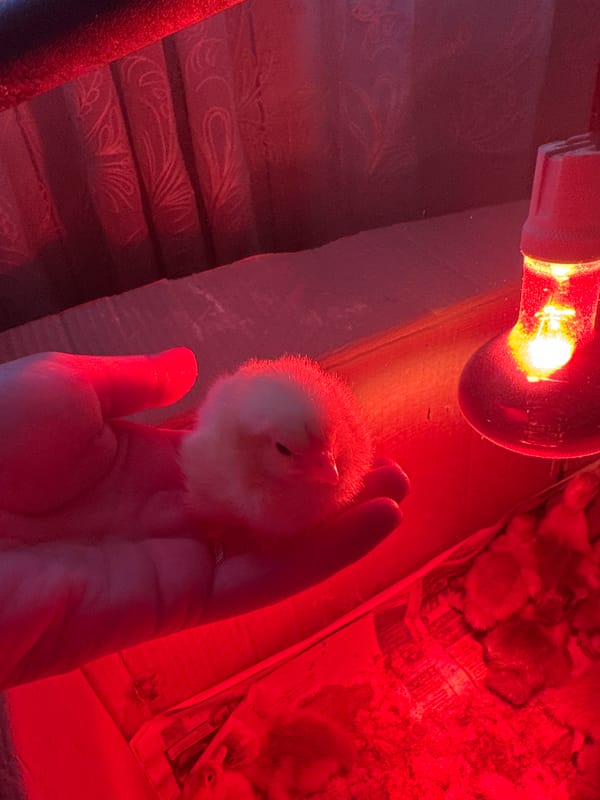 Rural Russian town documents daily life with baby birds