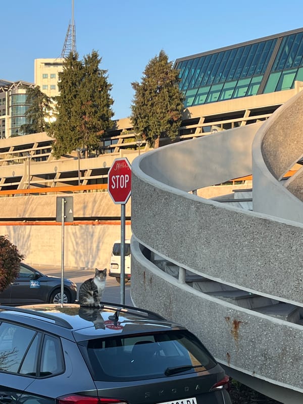 Cat spotted on car roof in Belgrade neighborhood