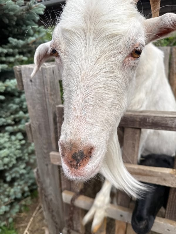 Visitor documents farm animals and warning signs during petting zoo visit