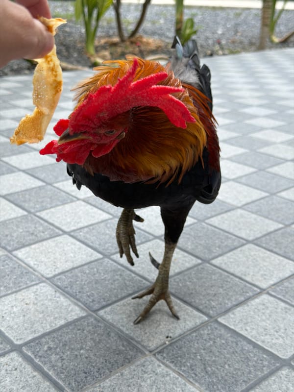 Slow tropical breakfast in Baan Bo Phut, complete with a rooster