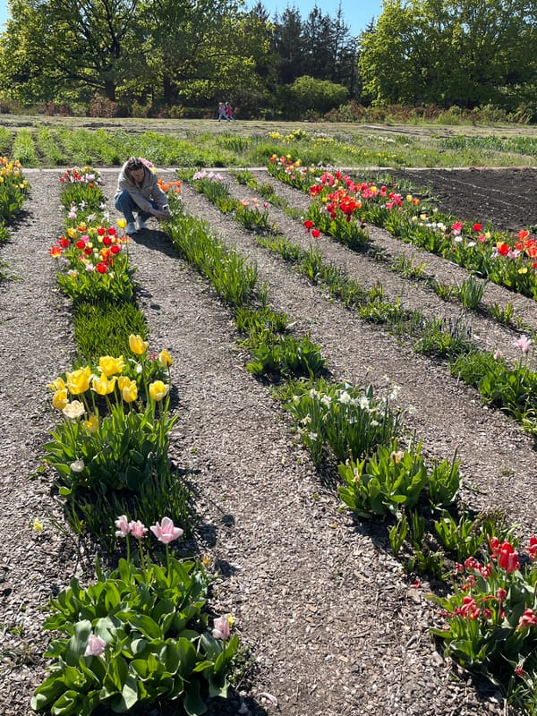Spring flower gardens documented across Kryvyi Rih park areas