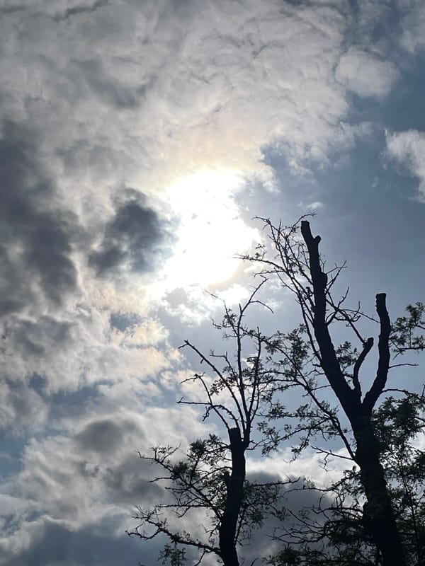 Cloudy sky with filtered sunlight observed through trees