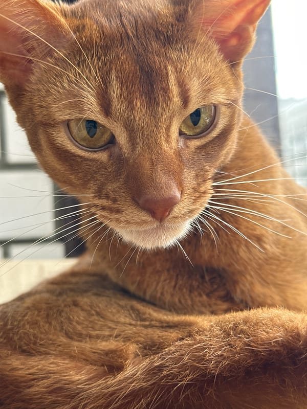 Orange tabby cat and pink peonies, close-up in Kazan