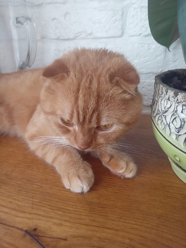 Folded-ear tabby cat relaxing on a wooden surface in Terebovlia