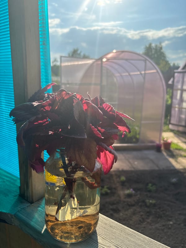 Summer dacha life in Zheleznogorsk with pool, garden, and Pomeranian