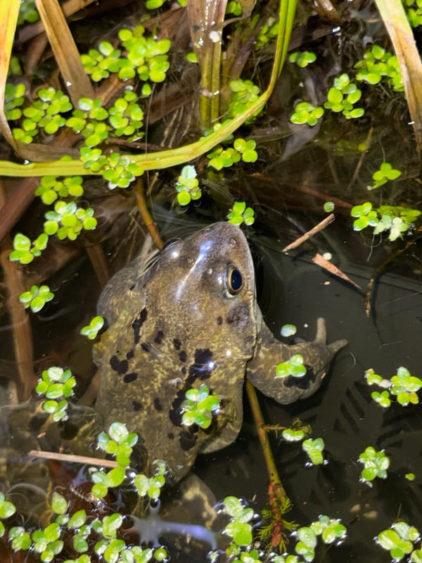 Frog spotted in pond among green aquatic plants