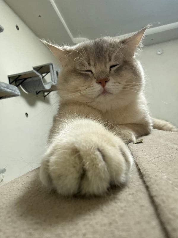 Cat household in Yurukovo, multiple cats at rest