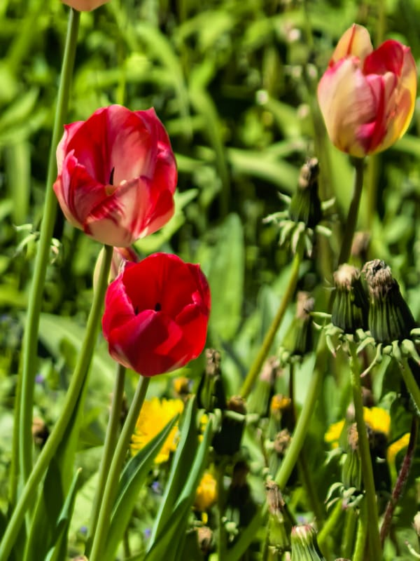 Spring blooms and everyday moments documented in Sterlitamak, Russia
