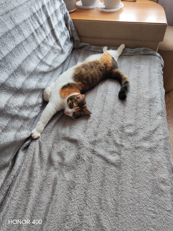 Cat and dog coexist quietly in a Mahilyow apartment