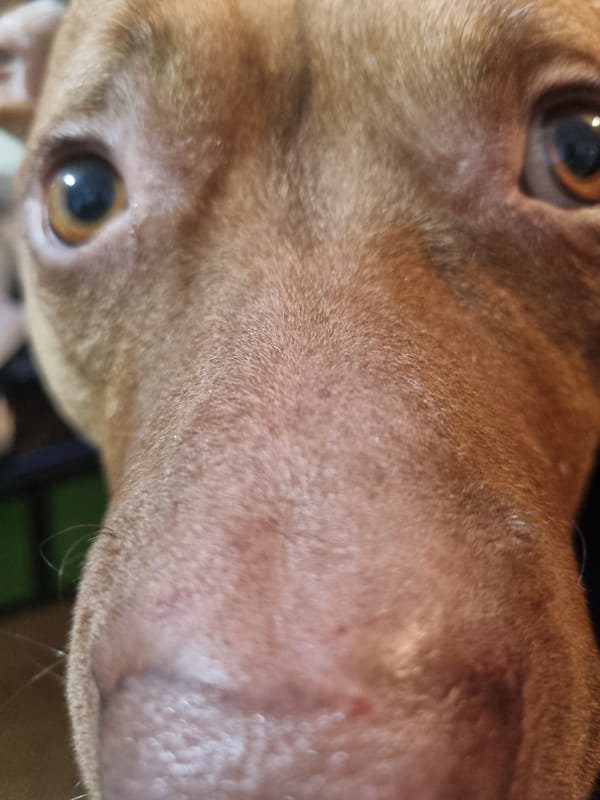 Brown dog photographed multiple times over 18-minute span