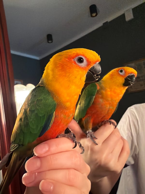 Sun conure parrots interact with children in Khimki home