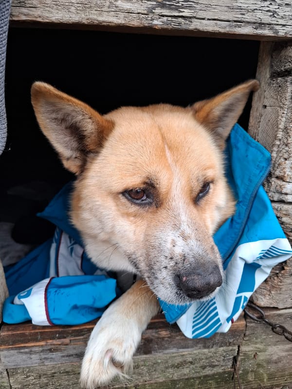 Dog in blue jacket sleeps in wooden shelter