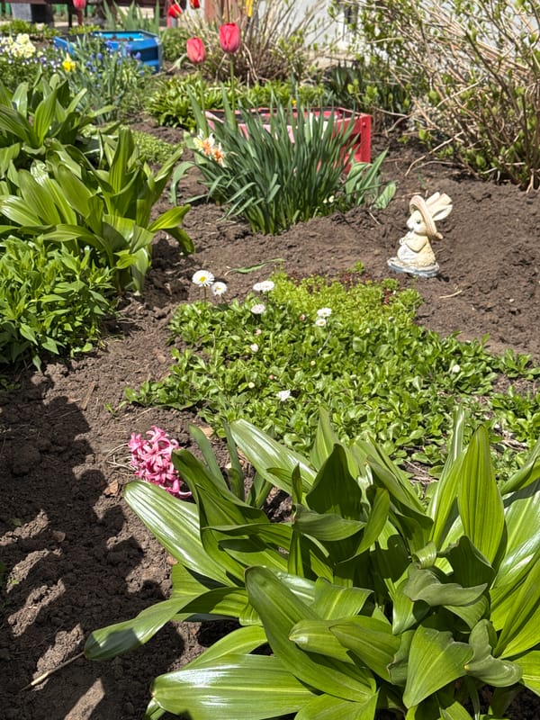 Spring garden blooms and cat spotted in Chaikovsky, Russia