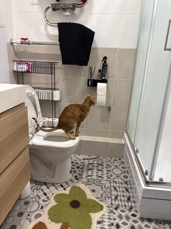 Orange cat spotted balancing on toilet rim in Khimki
