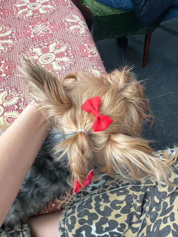 Dog with red bow enjoys petting session in Sofia