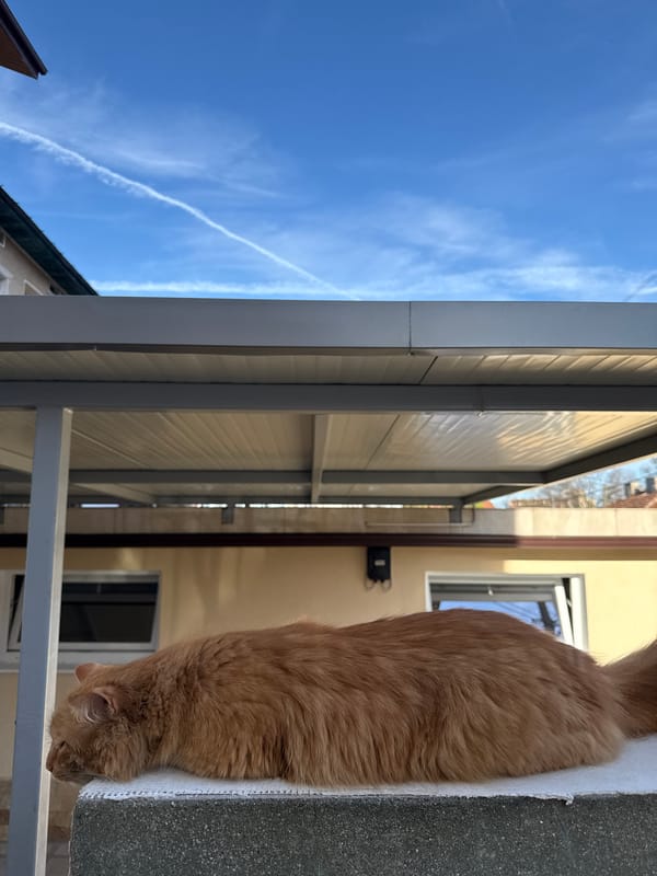 Everyday moments with pets and food documented in Berkovitsa