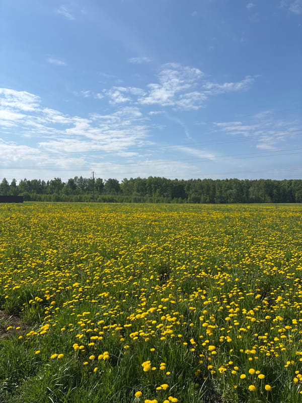 Dandelion field observed under cloudy skies near Раздолье, Russia