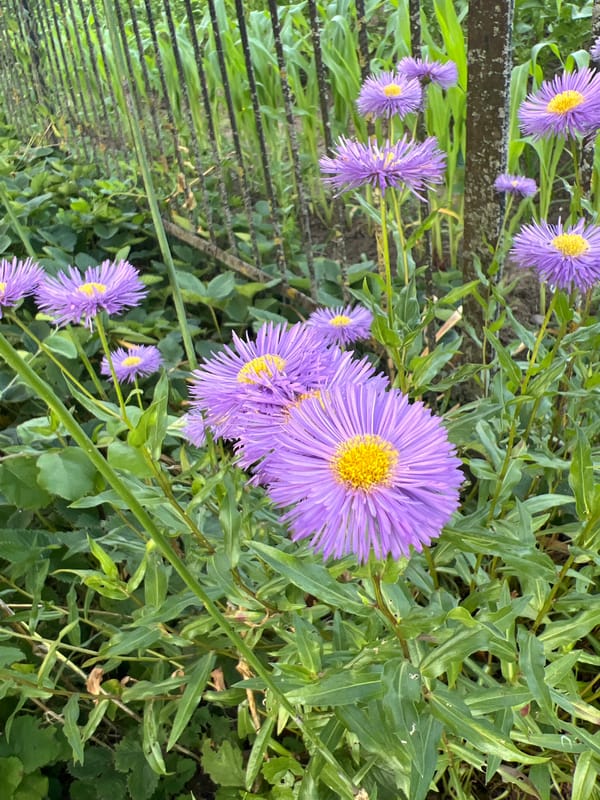 An afternoon in the garden, flowers and details up close