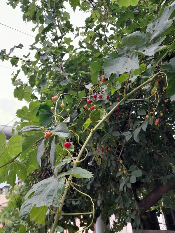 Garden harvest and flowers documented in Artashat, Armenia