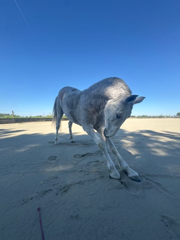 Grey horse observed in outdoor arena in Mouscron, Belgium