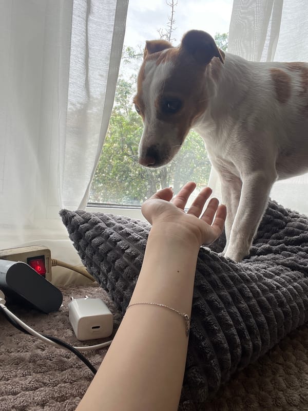 Jack Russell Terrier interacts with person's hand indoors