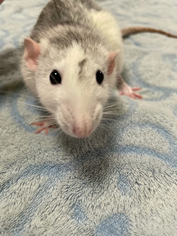 Three Surgut pets pose for close-up portraits in quick succession