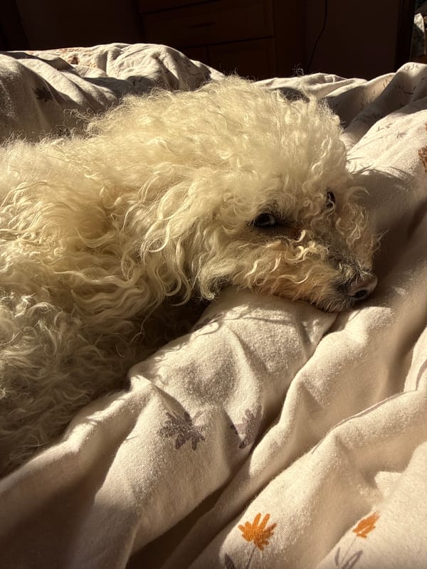 Small white dog sleeps on floral bedding in Yerevan