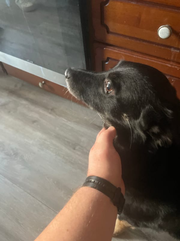 Dogs and cats at home in Moscow, doing very little.