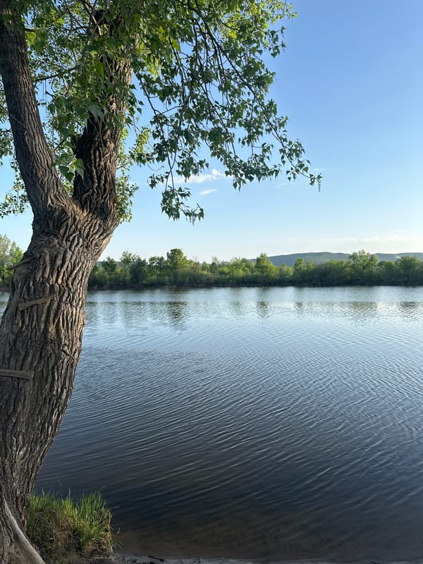 Peaceful waterside scene with tree branch documented by witness
