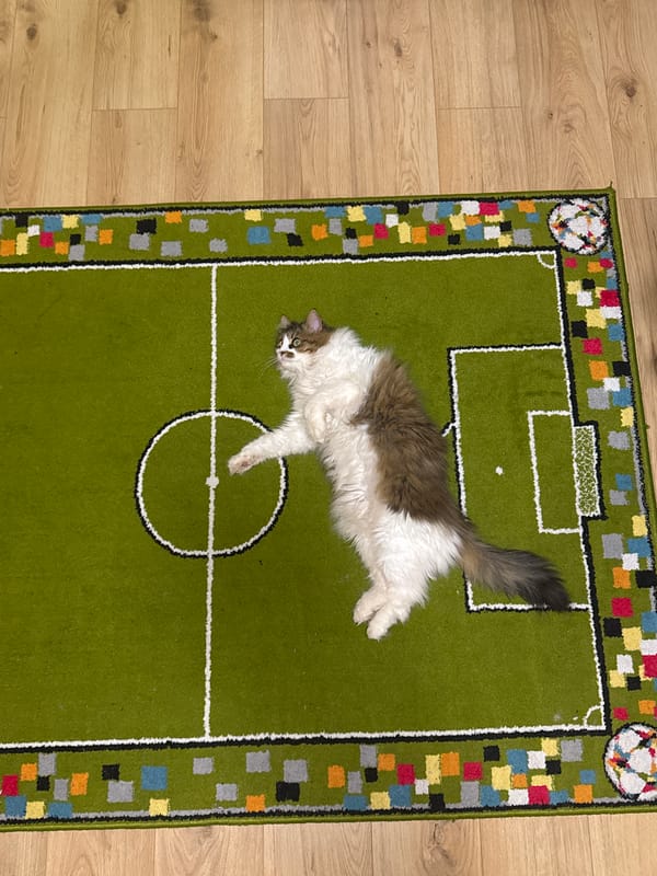 Cat plays on soccer rug in Sliven home