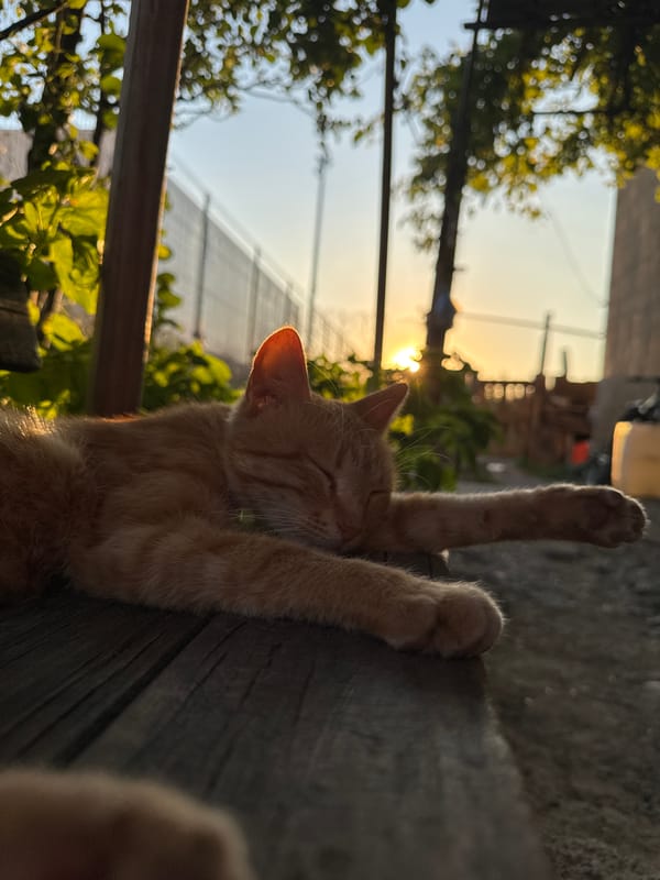 Cats resting in a Tbilisi courtyard at sunset