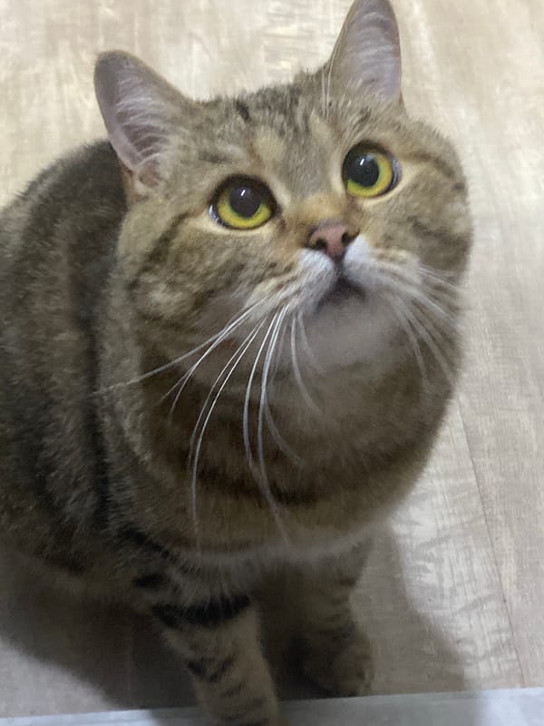 Tabby cat observed in various positions during indoor evening activity