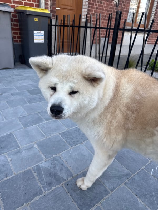 Akita dog spotted on pavers in Wattrelos, France